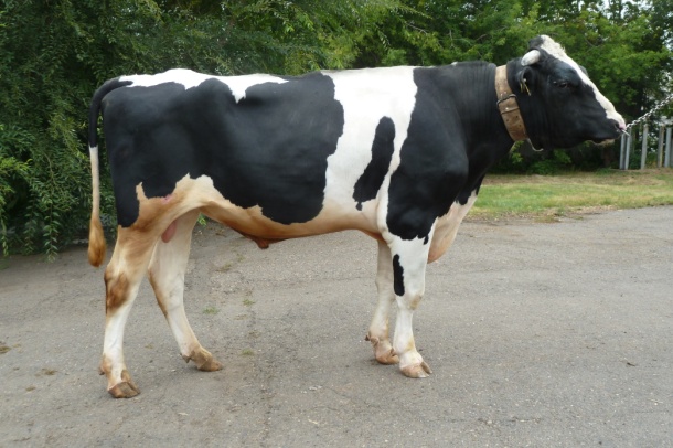 ЧАРЛЬСТОН 82171 ЕТ КСГФ-276